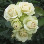 Lovely Green (Лавли Грин)
